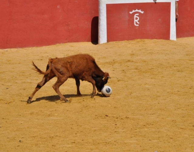  Mucca che incorna la palla 